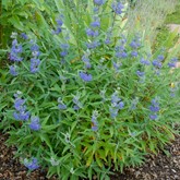 Dark Knight Spirea